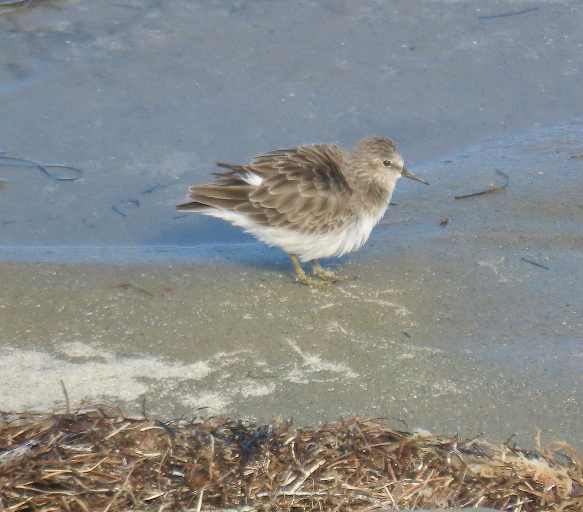 Least Sandpiper - ML643907351