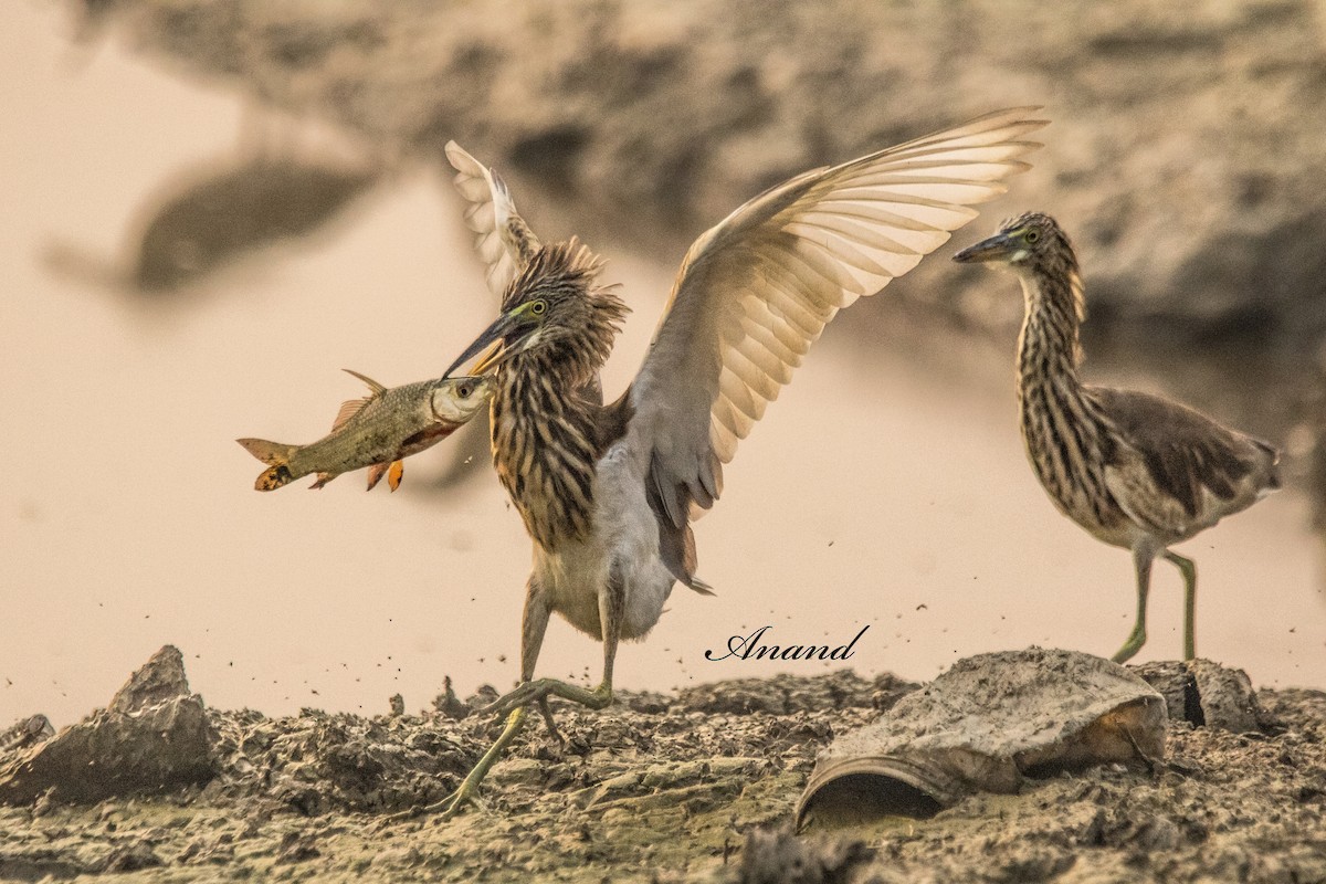 Indian Pond-Heron - ML643907353