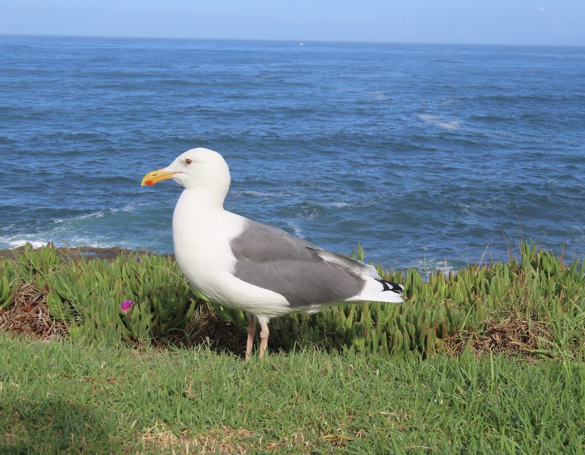 Western Gull - ML643907358