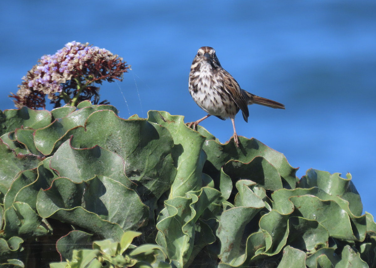 Song Sparrow (heermanni Group) - ML643907362