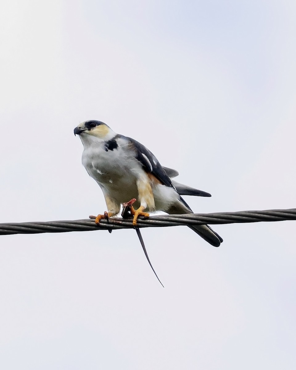 Pearl Kite - ML643907378