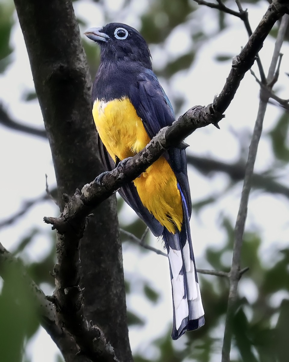 Black-headed Trogon - ML643907391