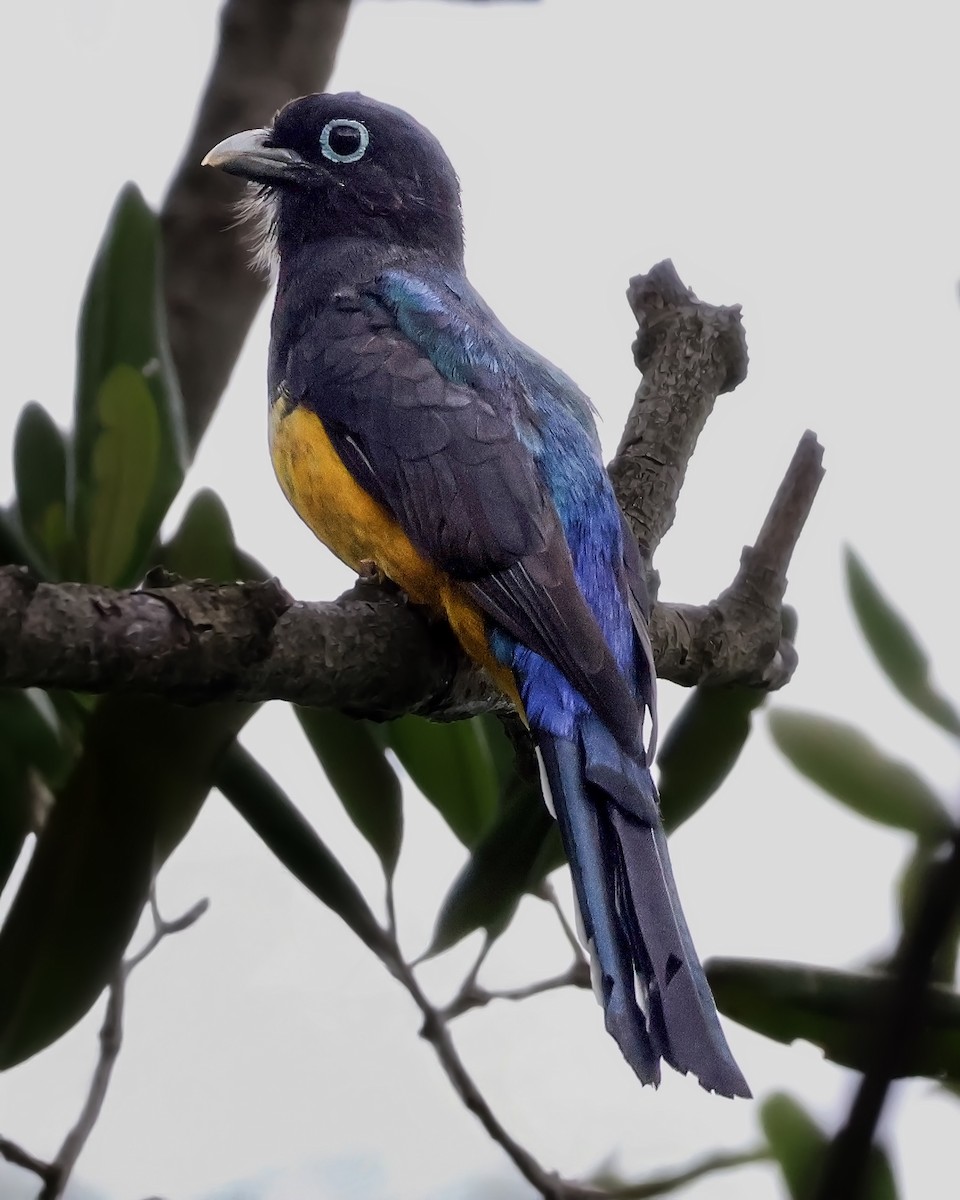 Black-headed Trogon - ML643907392