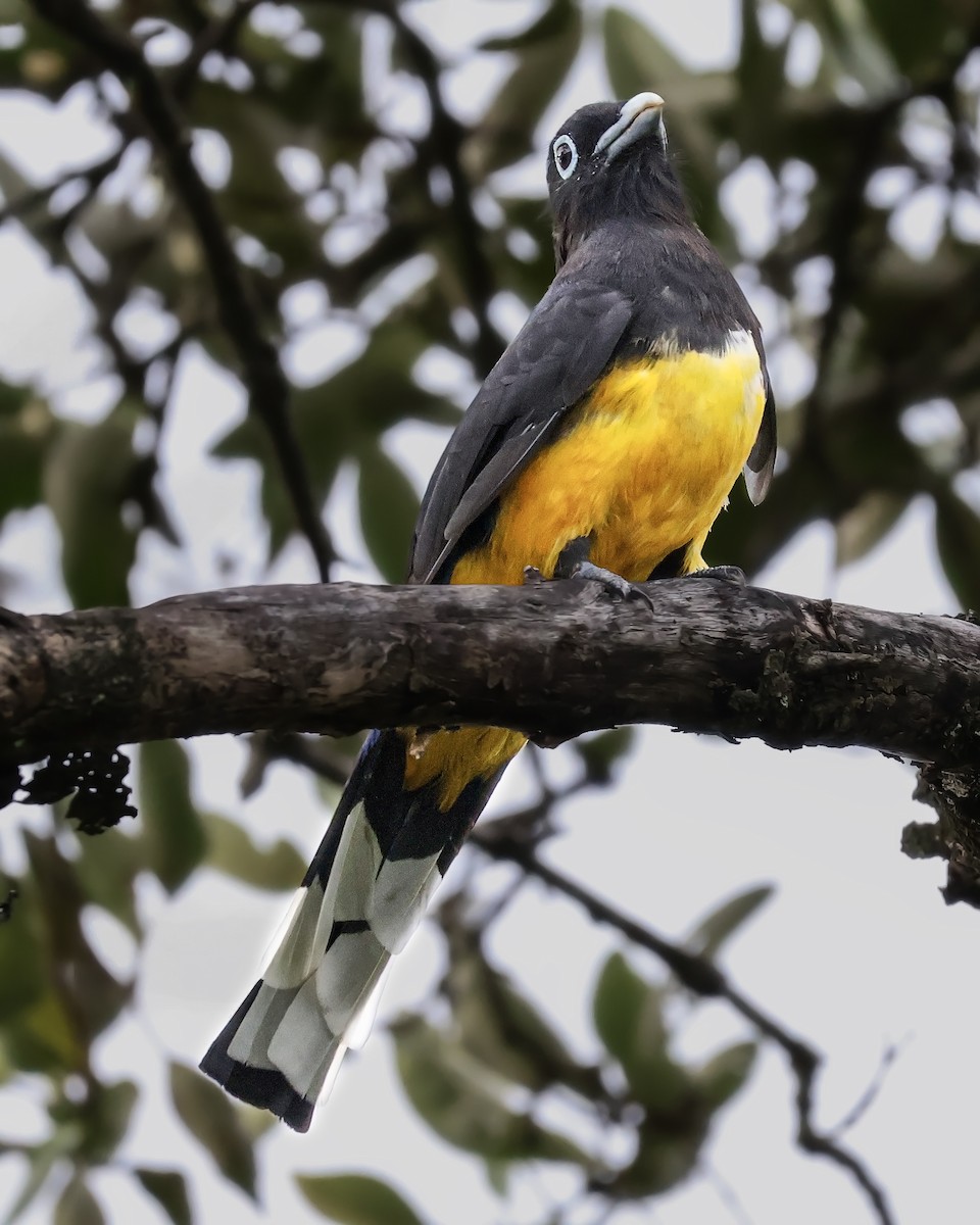 Black-headed Trogon - ML643907393