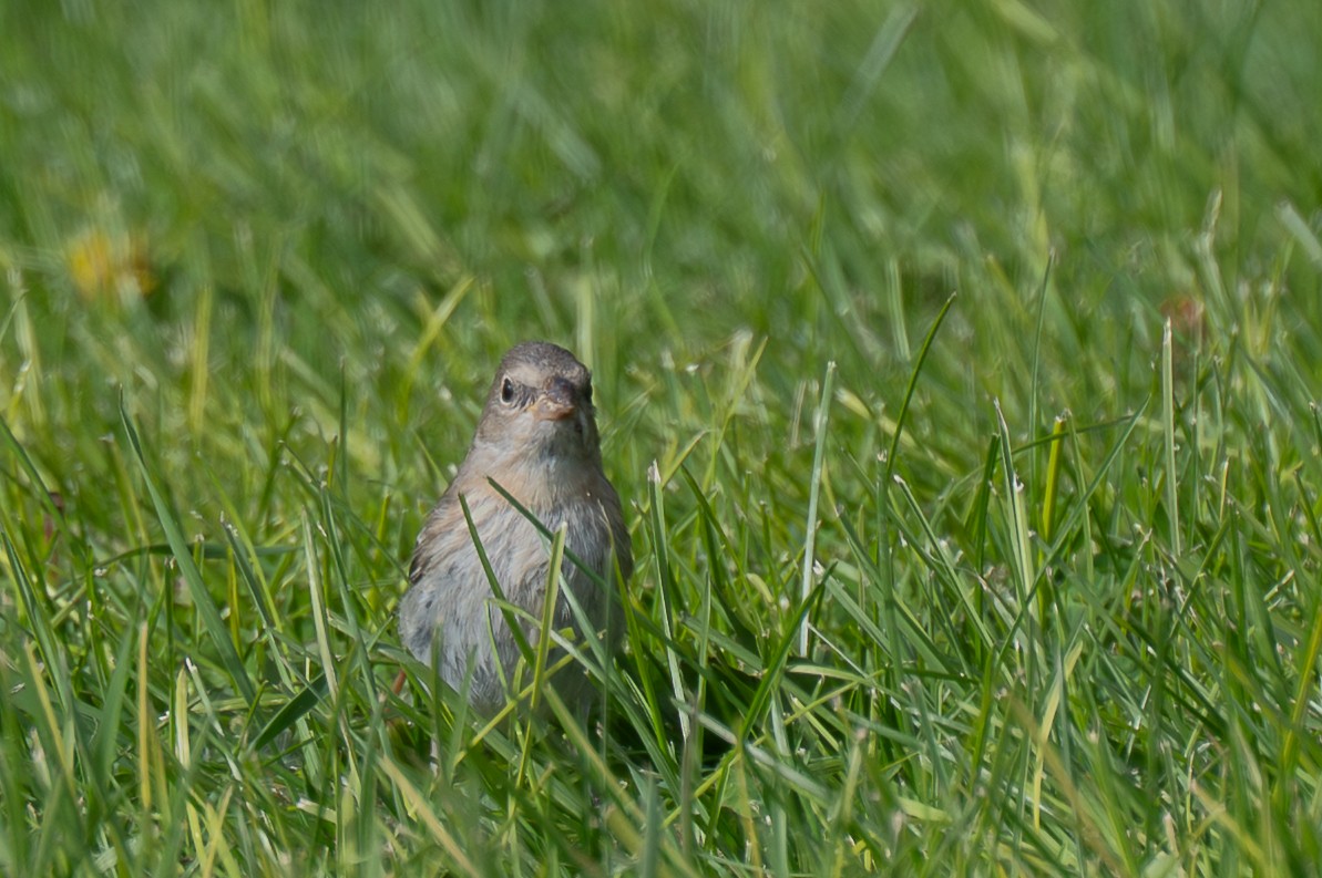 Lazuli Bunting - ML643907402