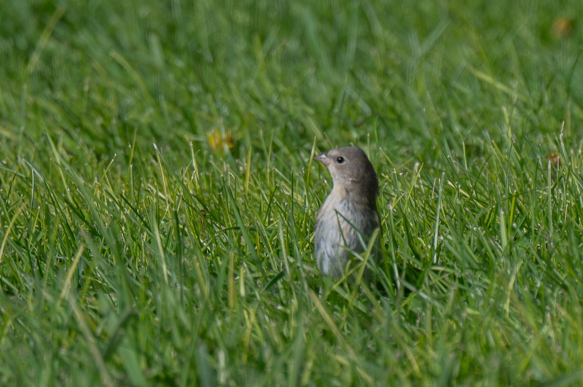 Lazuli Bunting - ML643907403