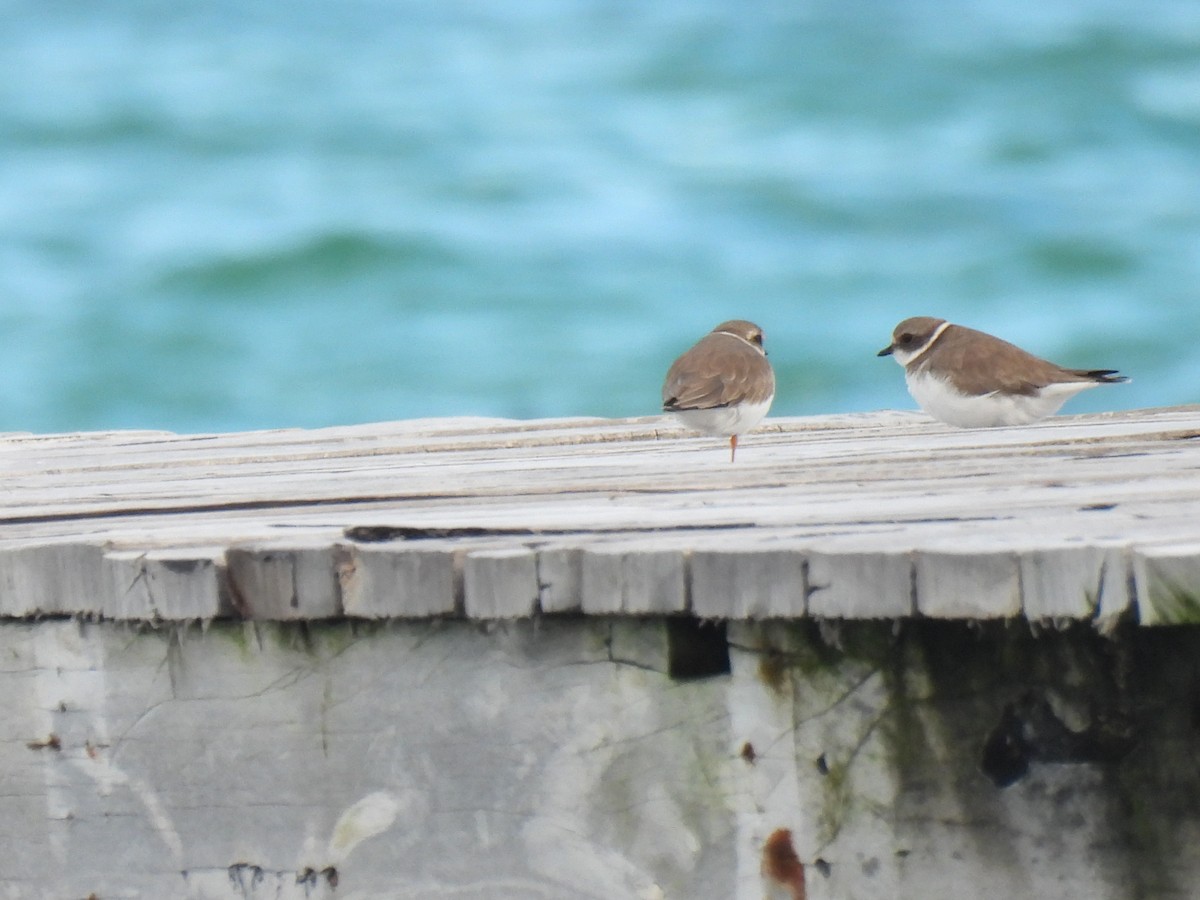Semipalmated Plover - ML643907407