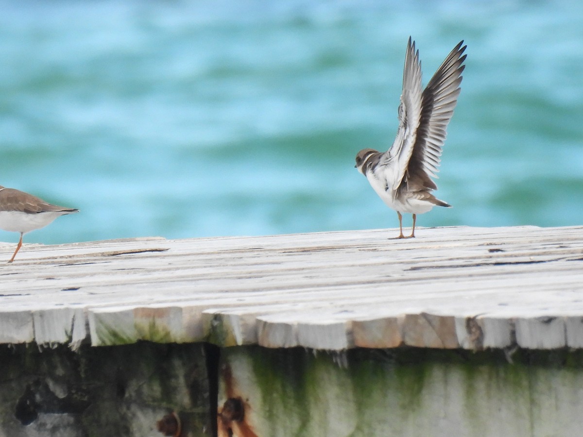 Semipalmated Plover - ML643907408