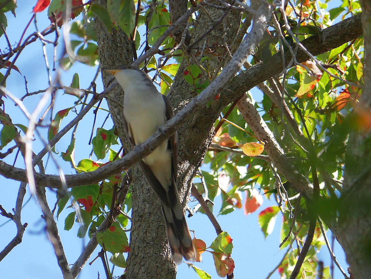 Yellow-billed Cuckoo - ML643907446