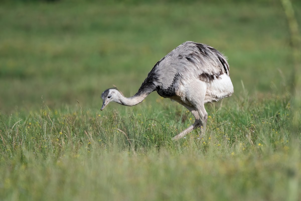 Greater Rhea - ML643907459