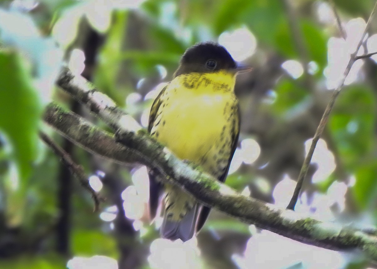 Brazilian Laniisoma - ML643907507