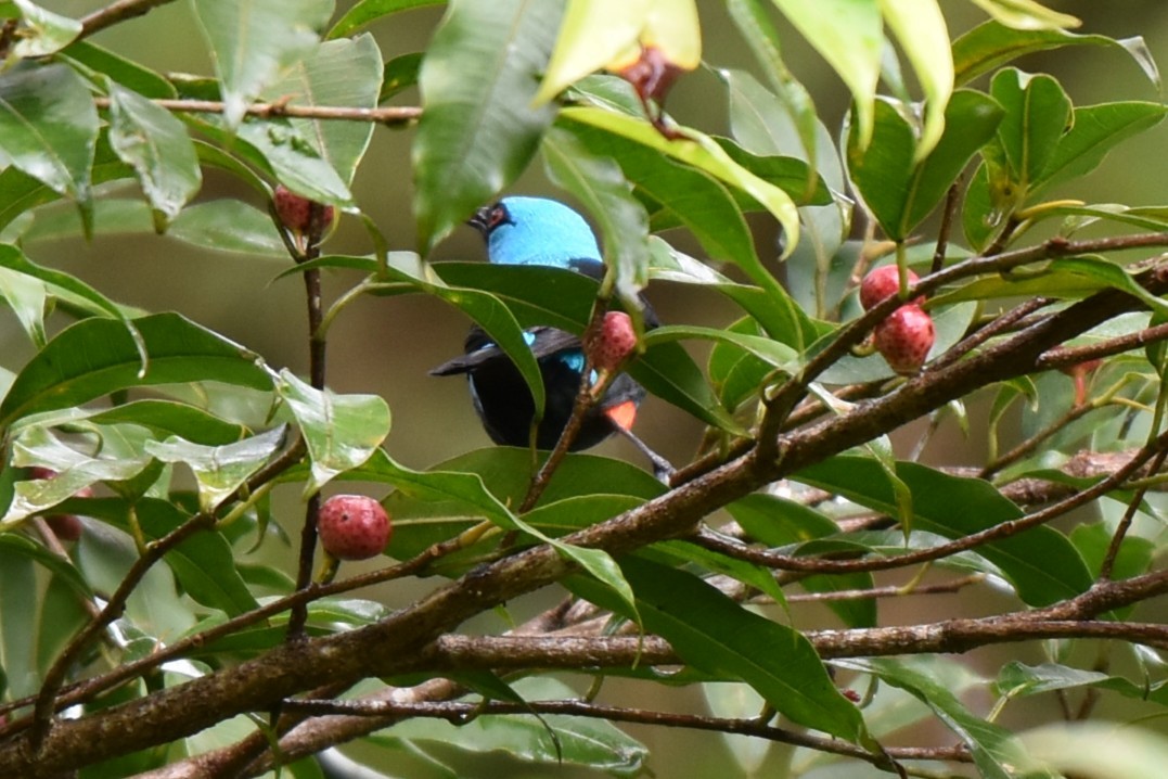 Scarlet-thighed Dacnis - ML643907514