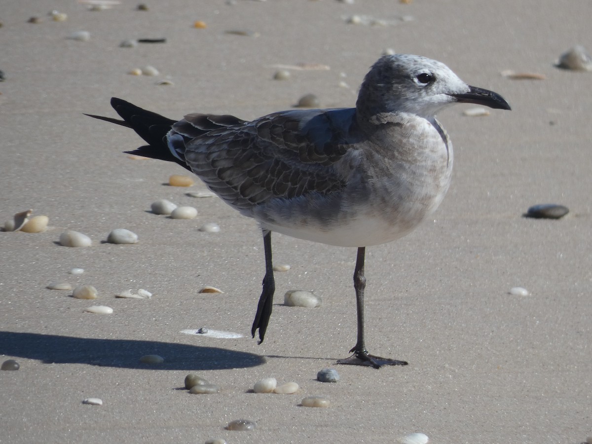 Laughing Gull - ML643907538