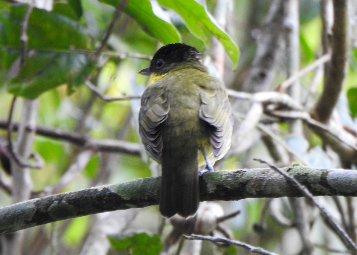 Brazilian Laniisoma - ML643907540