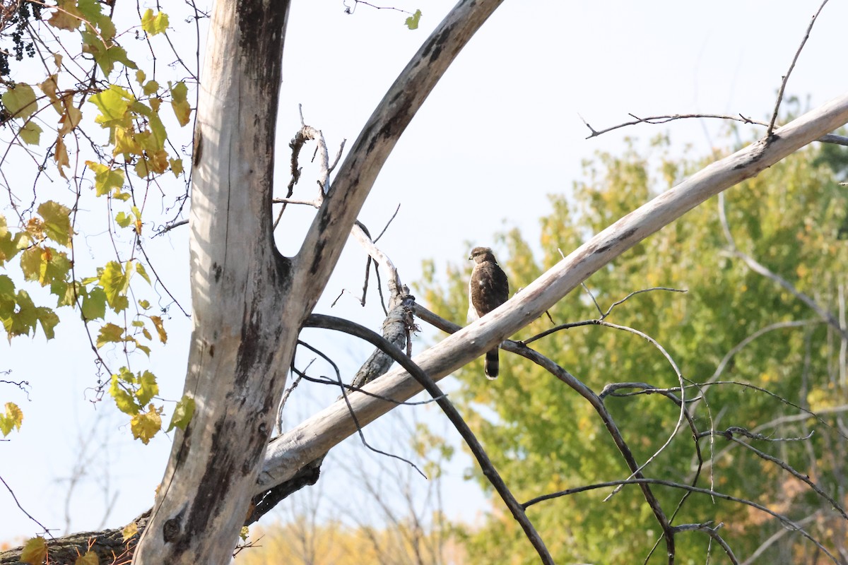 Cooper's Hawk - ML643907541