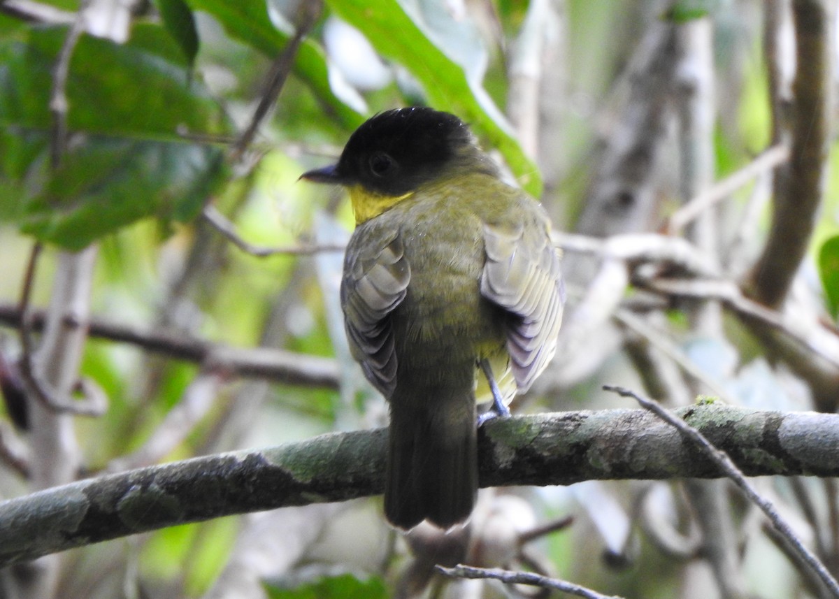 Brazilian Laniisoma - ML643907542