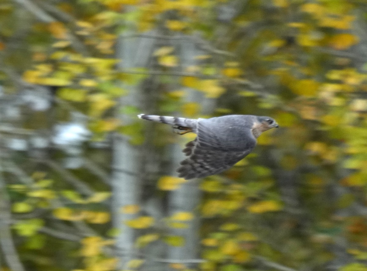 Cooper's Hawk - ML643907572