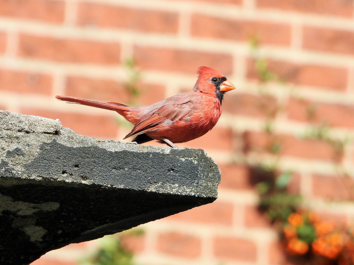 Northern Cardinal - ML643907578