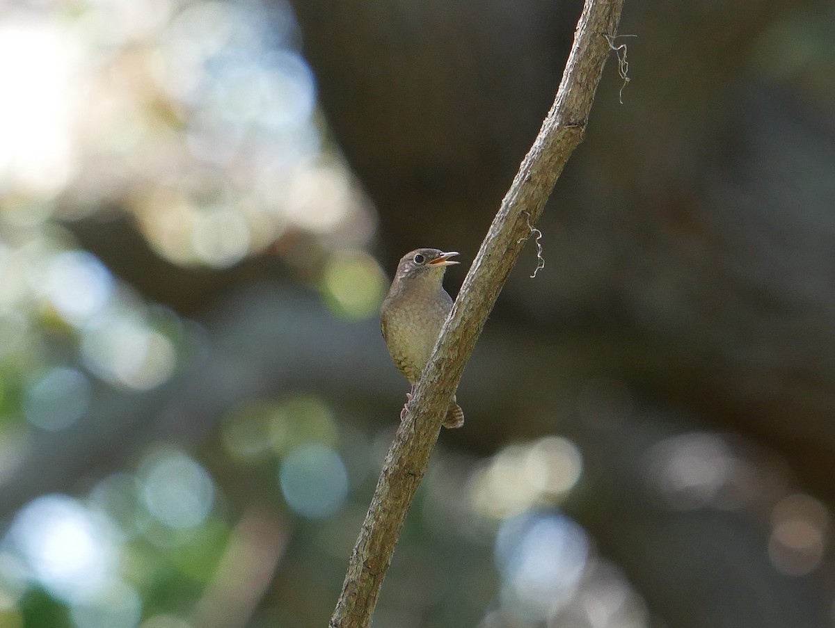 Northern House Wren - ML643907581