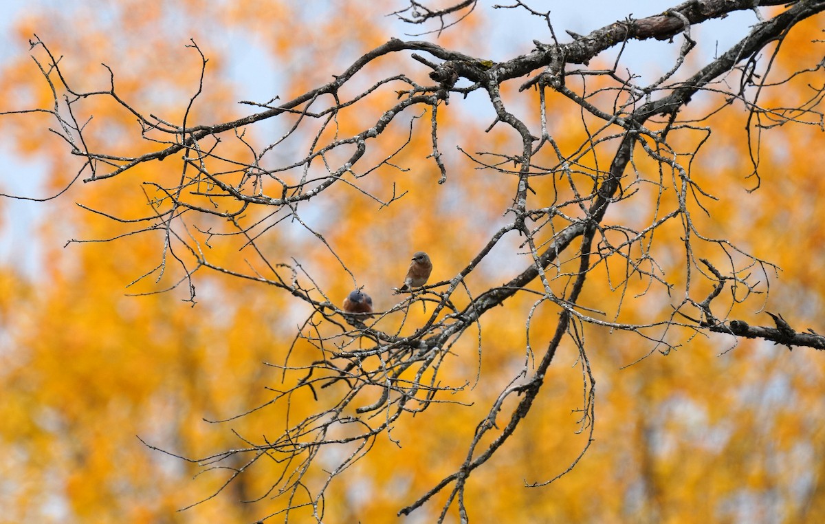 Eastern Bluebird - ML643907593