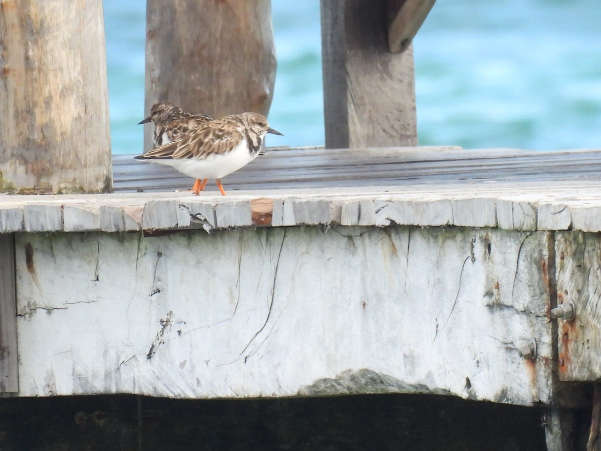 Ruddy Turnstone - ML643907594