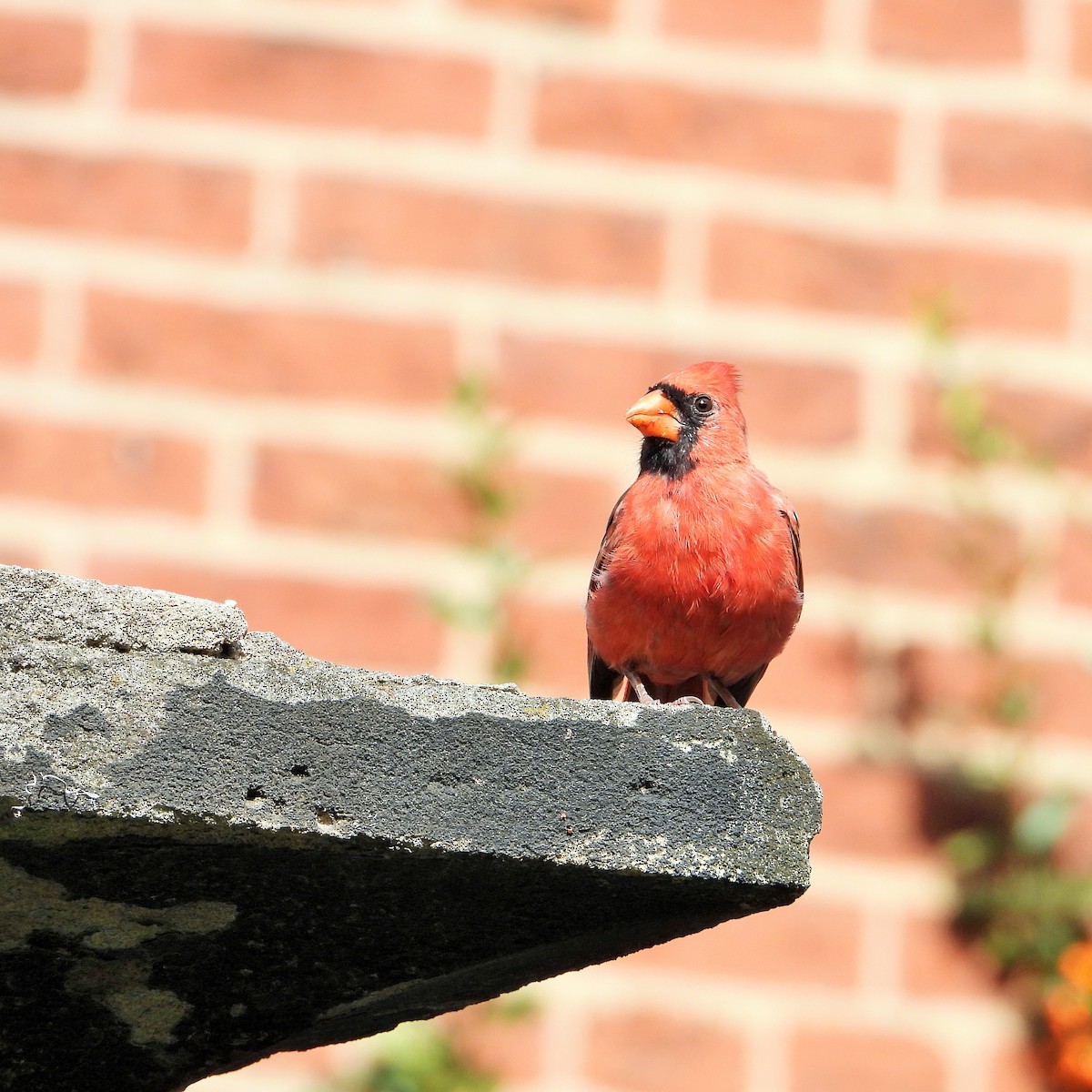 Northern Cardinal - ML643907596