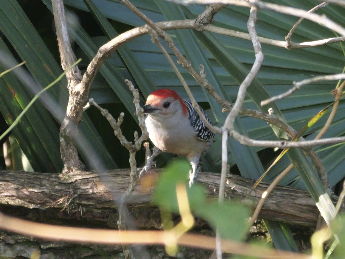 Red-bellied Woodpecker - ML643907600