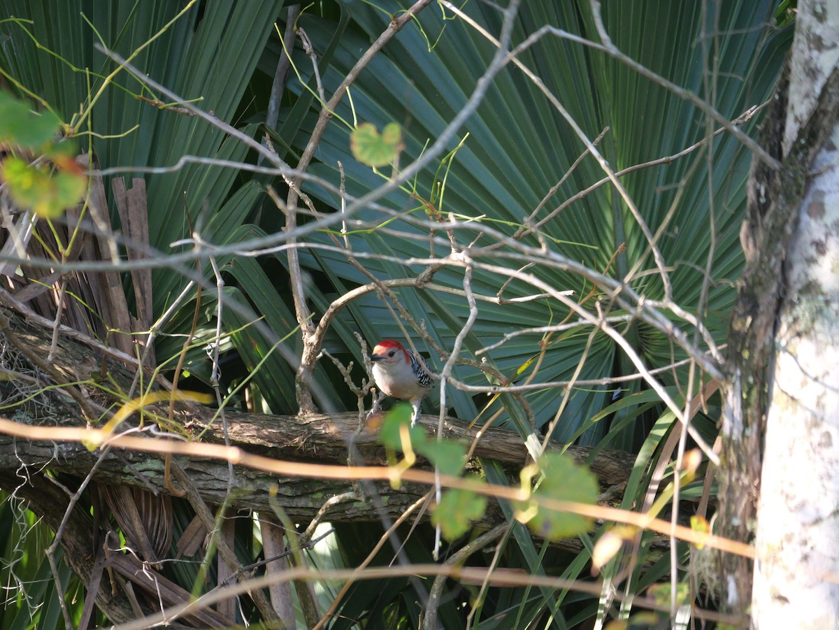 Red-bellied Woodpecker - ML643907602