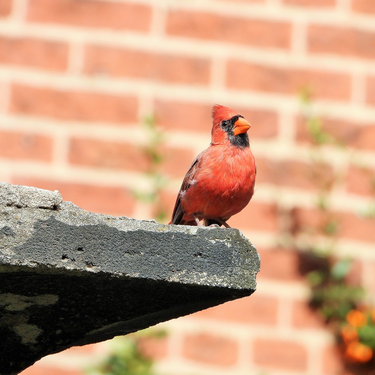 Northern Cardinal - ML643907606