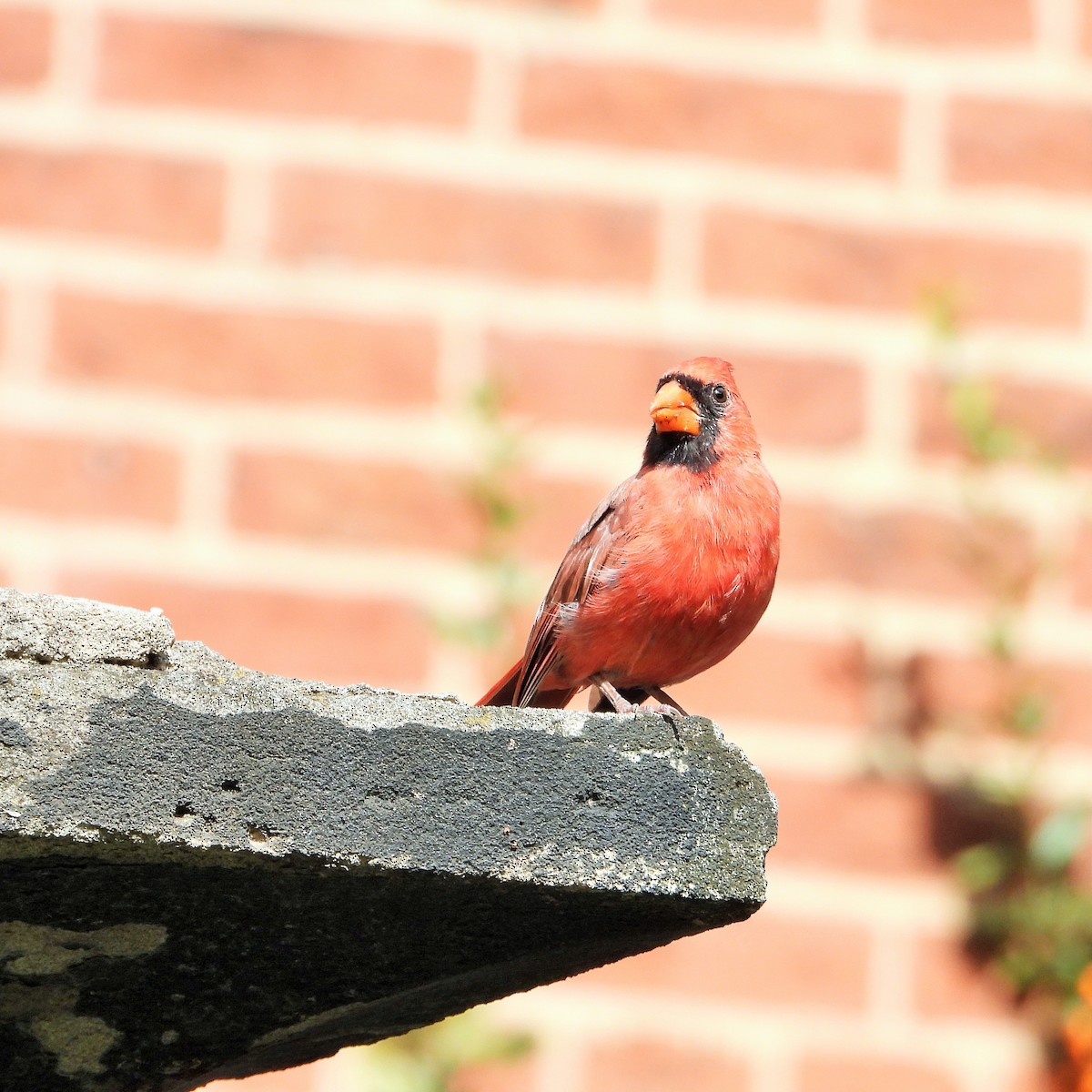 Northern Cardinal - ML643907616