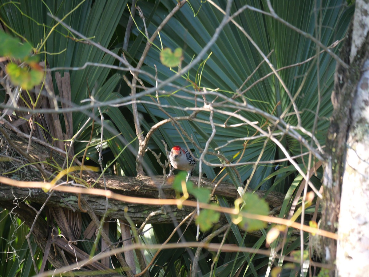 Red-bellied Woodpecker - ML643907624
