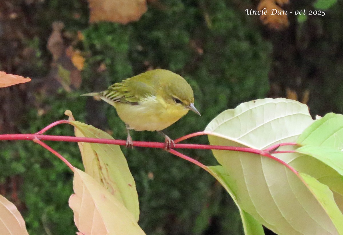 Tennessee Warbler - ML643907631