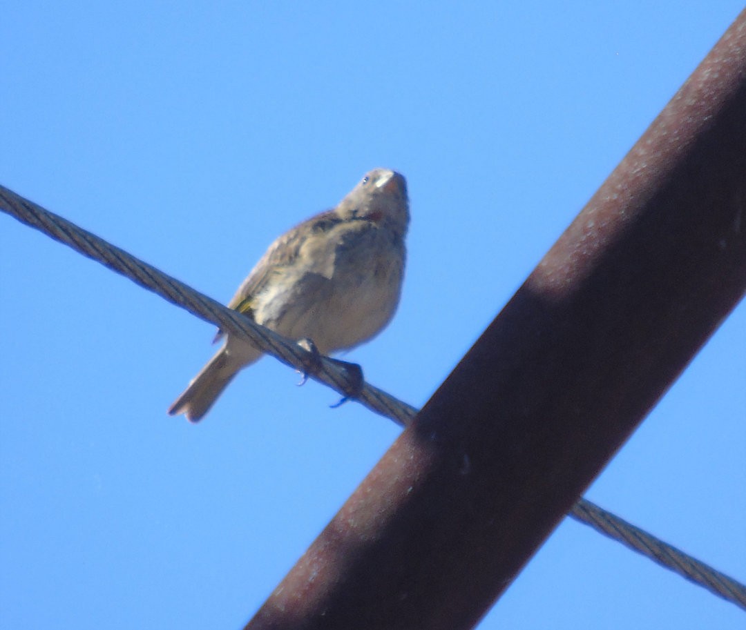 Saffron Finch - ML643907633