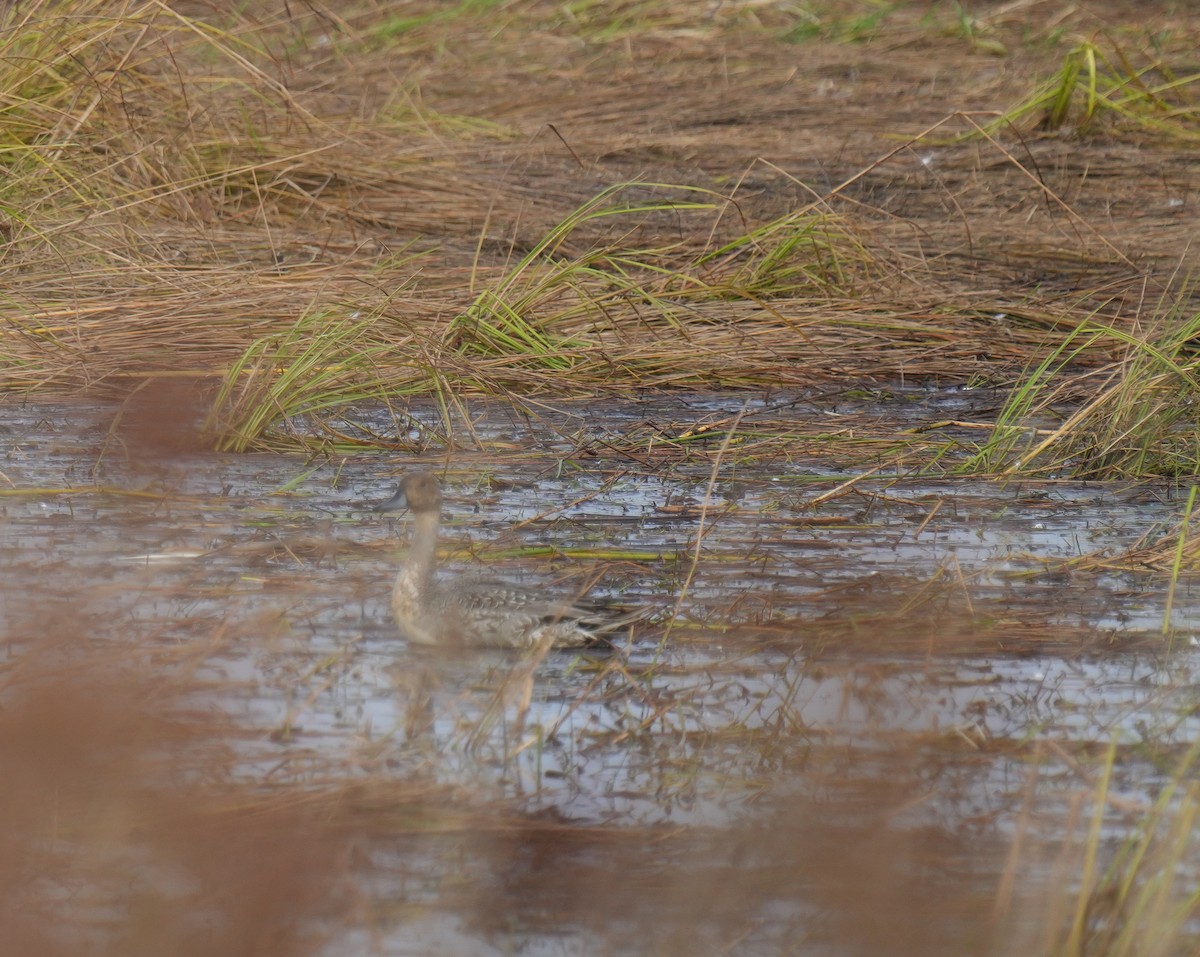 Northern Pintail - ML643907634