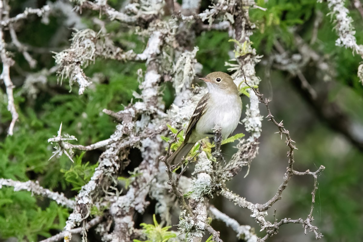 Small-billed Elaenia - ML643907637