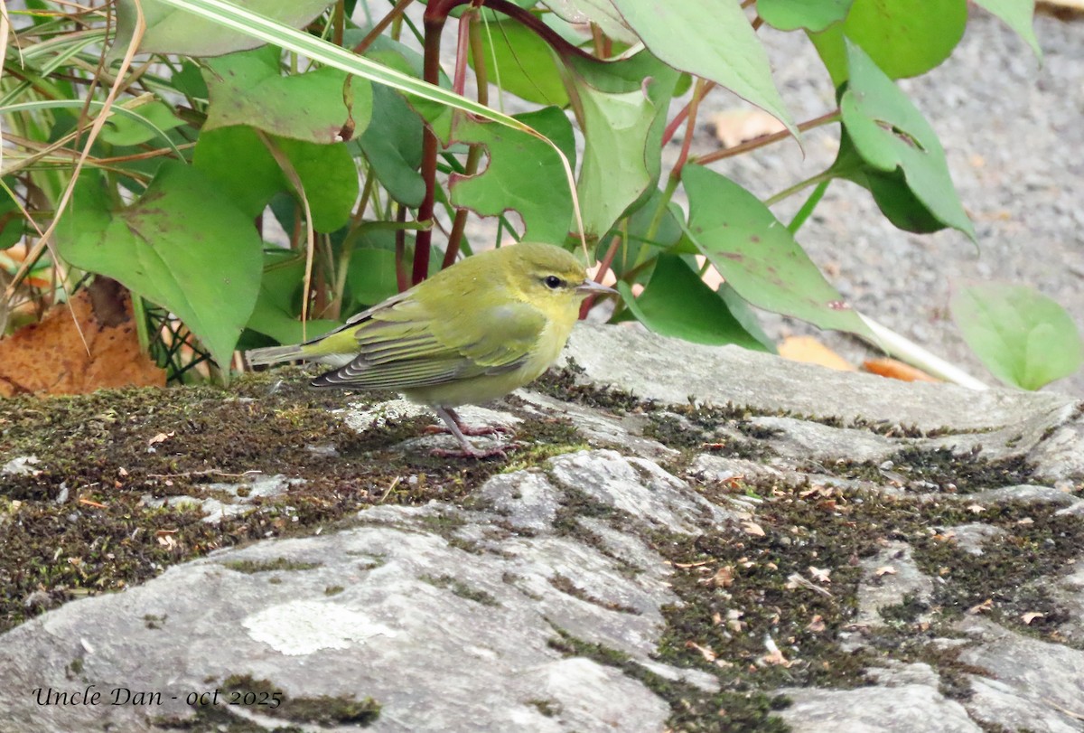 Tennessee Warbler - ML643907641