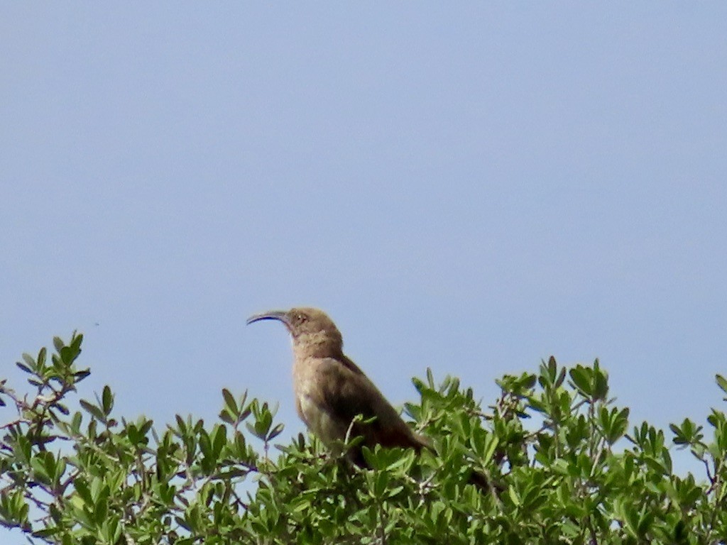Crissal Thrasher - ML643907645