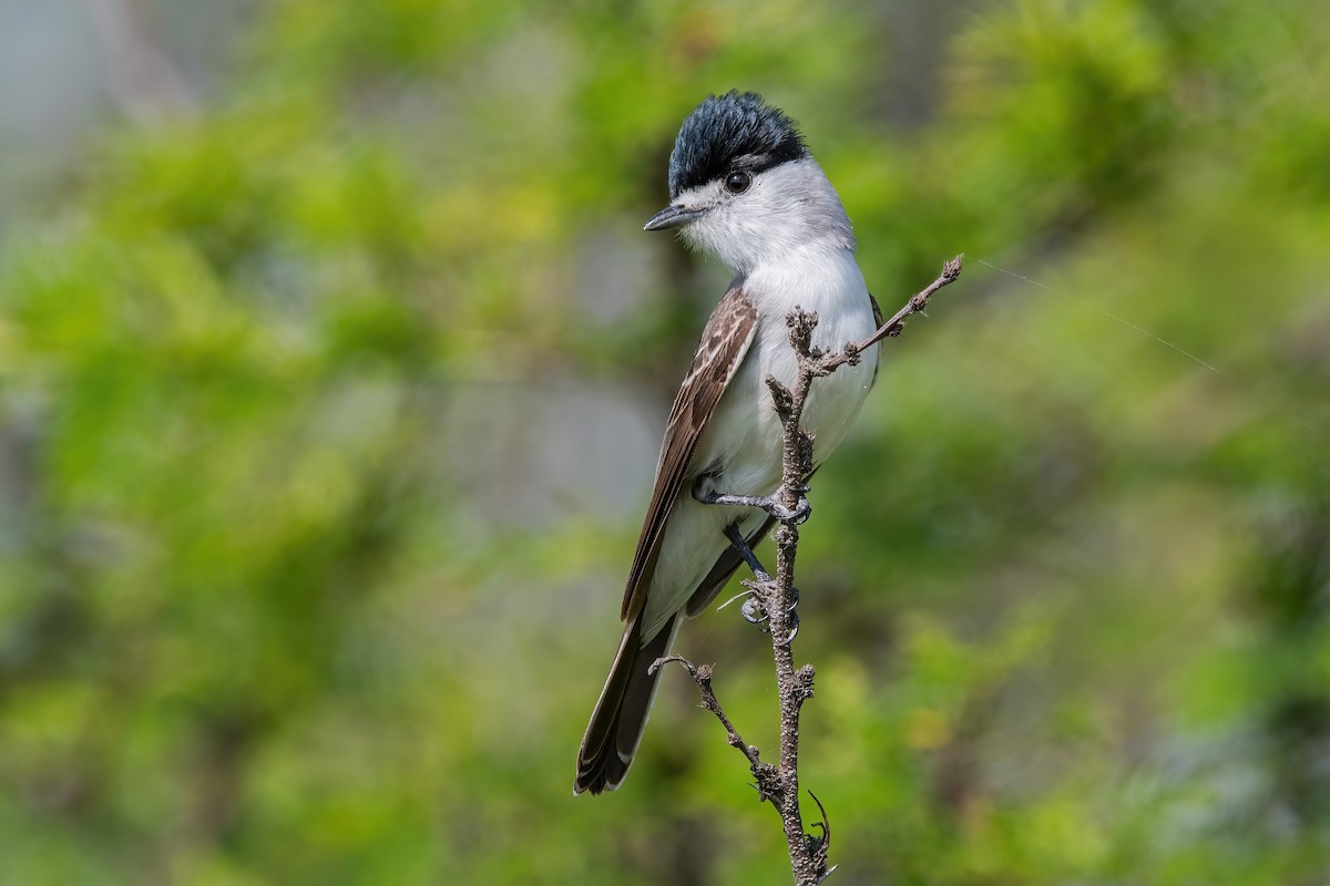 White-naped Xenopsaris - ML643907647