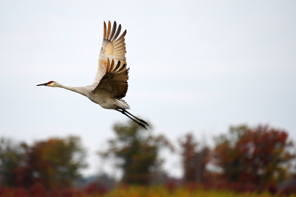Sandhill Crane - ML643907648