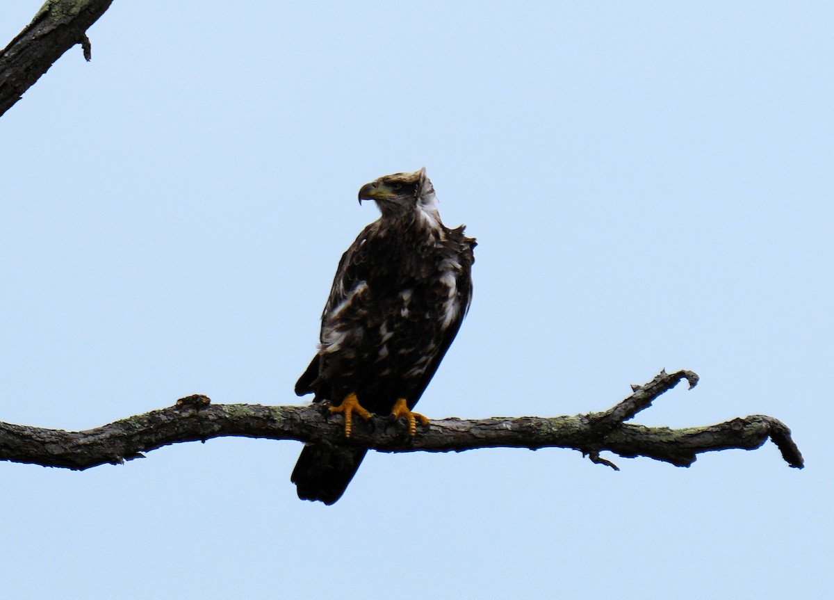 Bald Eagle - ML643907660