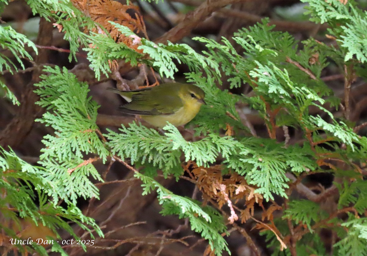 Tennessee Warbler - ML643907662