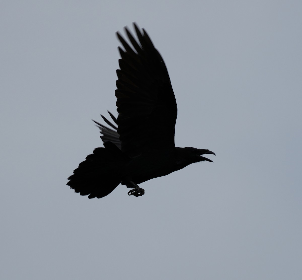 Common Raven - ML643907665