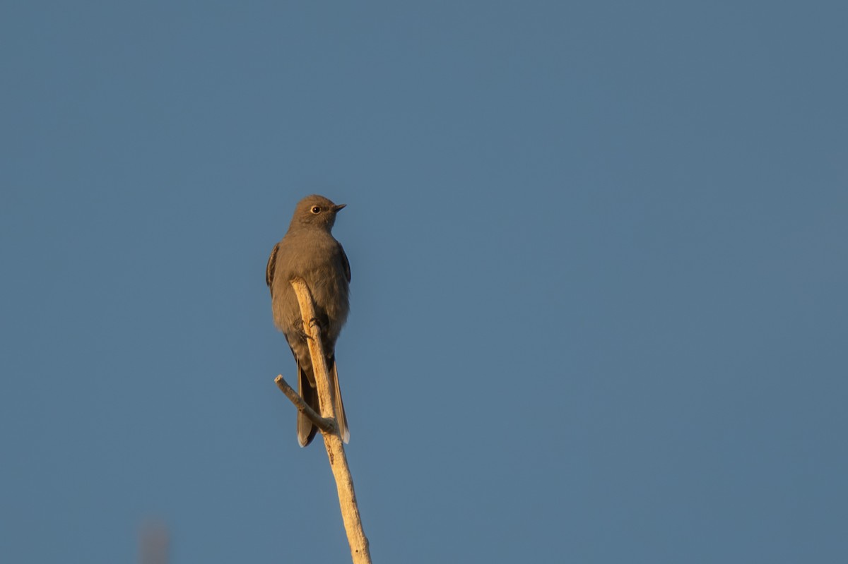 Townsend's Solitaire - ML643907668