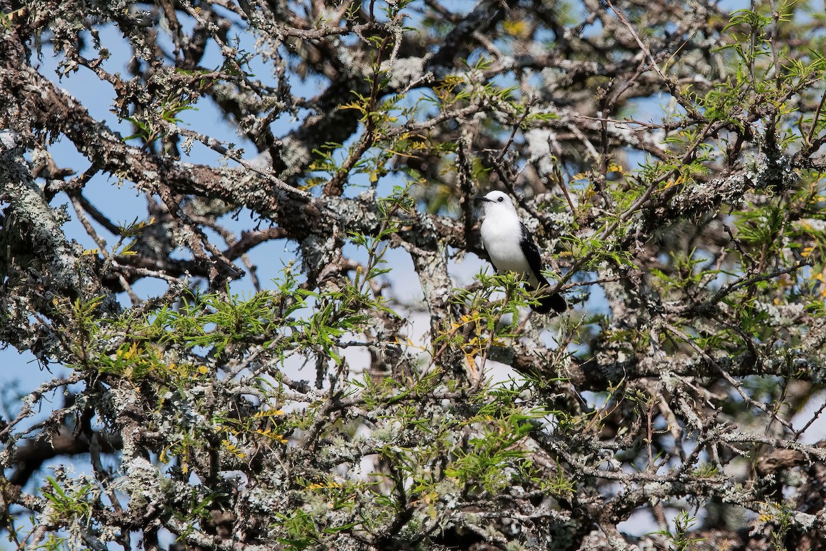 Black-backed Water-Tyrant - ML643907670