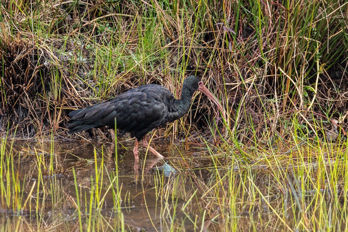 rødmaskeibis - ML643907671