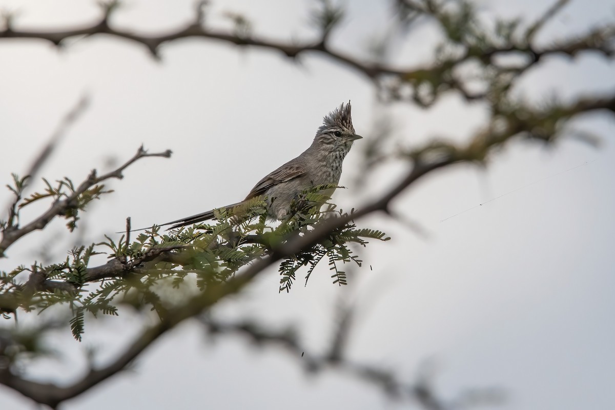 Tufted Tit-Spinetail - ML643907674