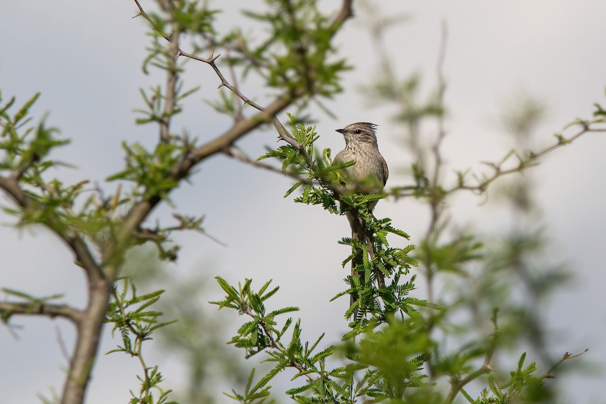 Tufted Tit-Spinetail - ML643907675