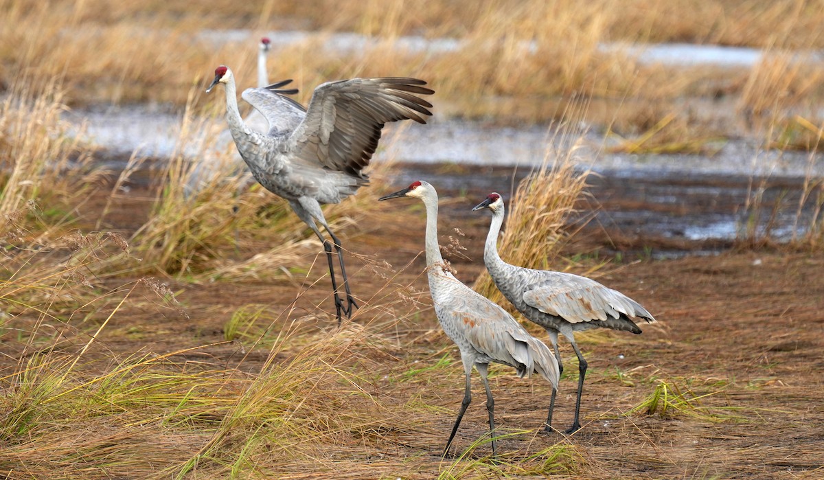Sandhill Crane - ML643907677