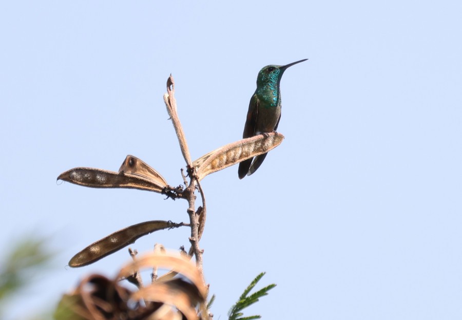 Berylline Hummingbird - ML643907687