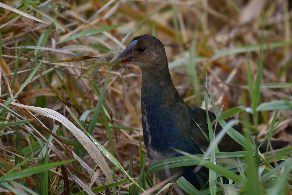 Purple Gallinule - ML643907690